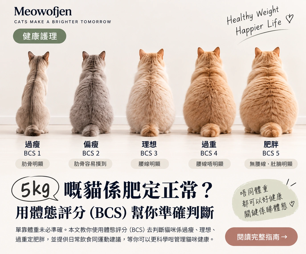 貓咪 Body Condition Score 體態判斷