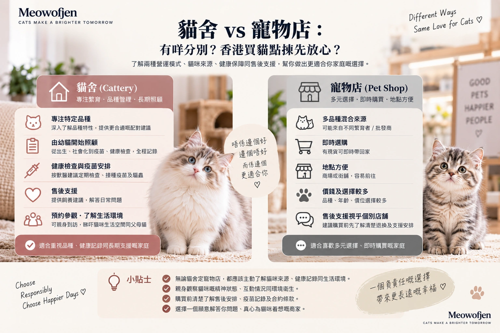 香港買貓:貓舍定寵物店比較