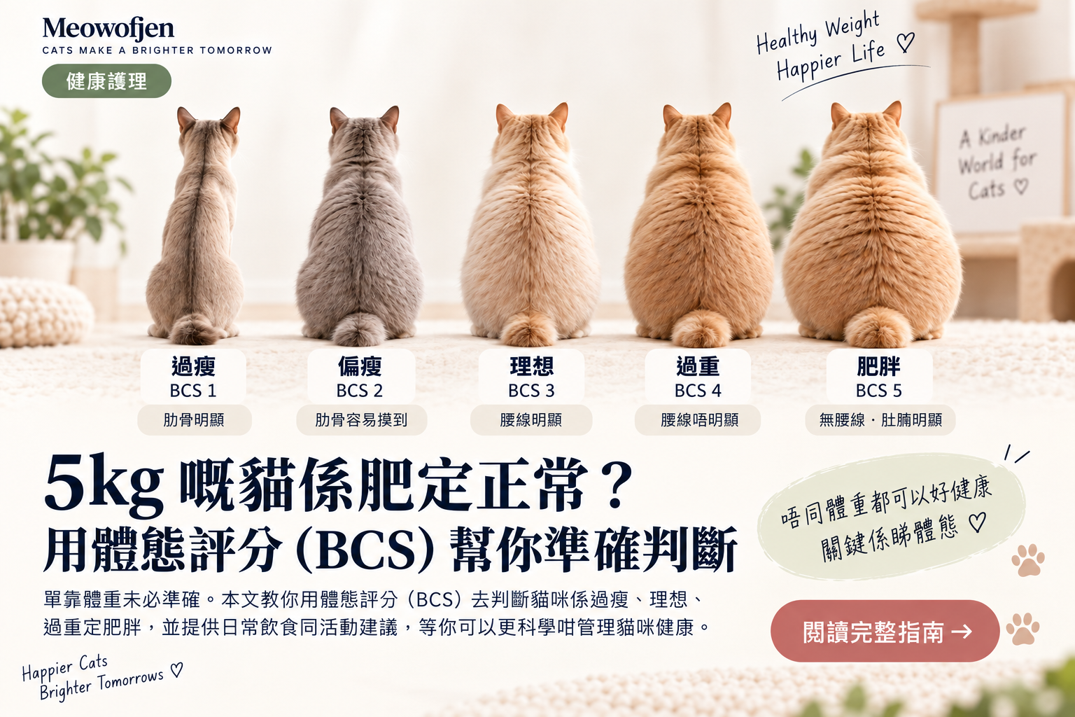 5kg 貓算唔算肥？唔好淨睇公斤：用 BCS、腰線同體重趨勢判斷｜Meowofjen 養貓學院