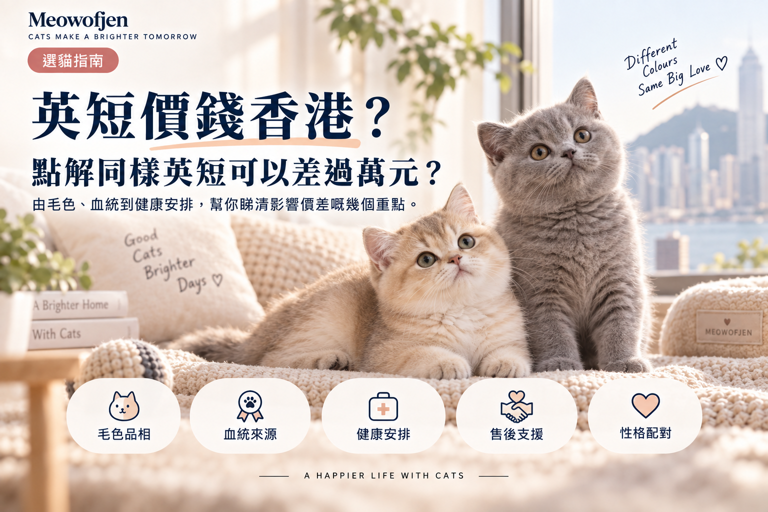 英短價錢香港｜點解同樣英短可以差過萬元？｜Meowofjen 養貓學院