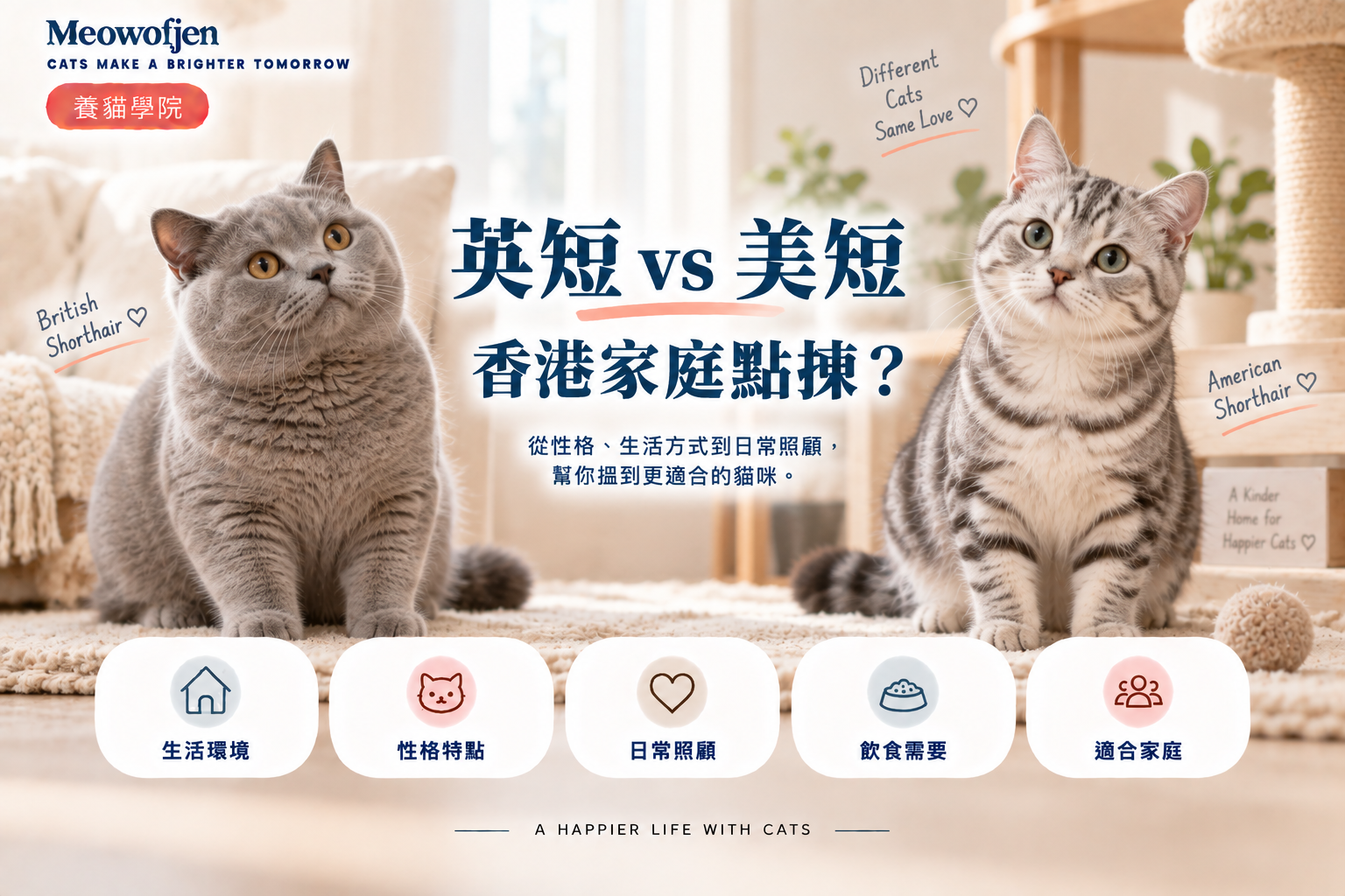 英短 vs 美短｜香港家庭點揀？｜Meowofjen 養貓學院