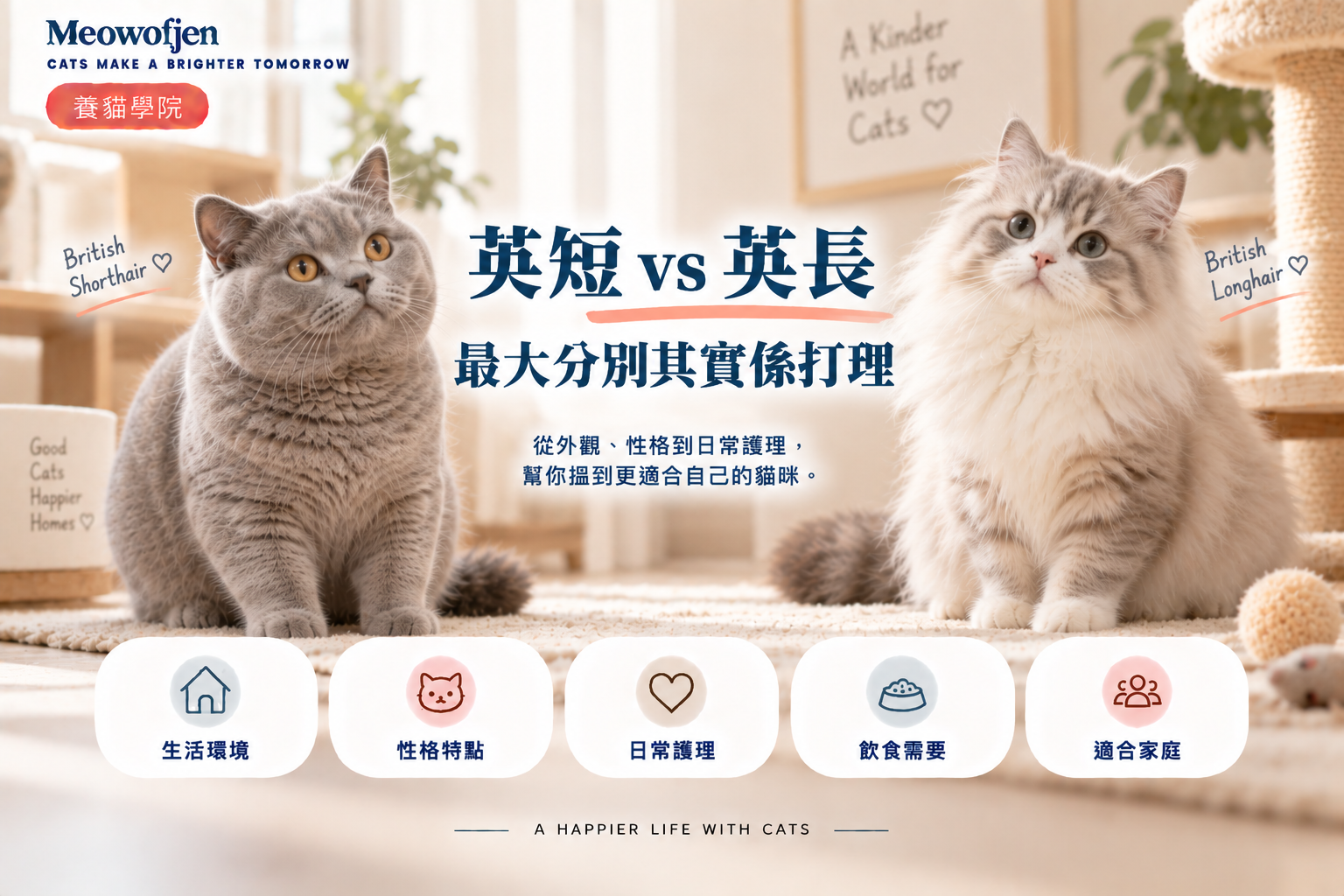 英短 vs 英長｜最大分別其實係打理｜Meowofjen 養貓學院