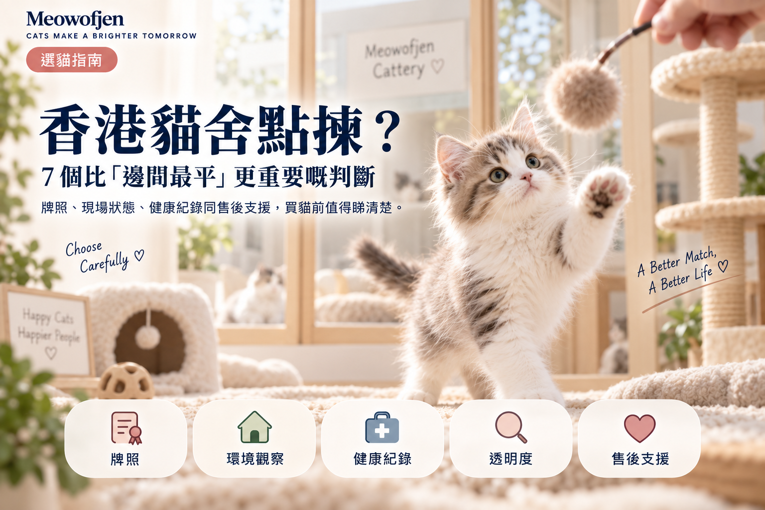 香港貓舍點揀？7個比「邊間最平」更重要嘅判斷｜Meowofjen 養貓學院