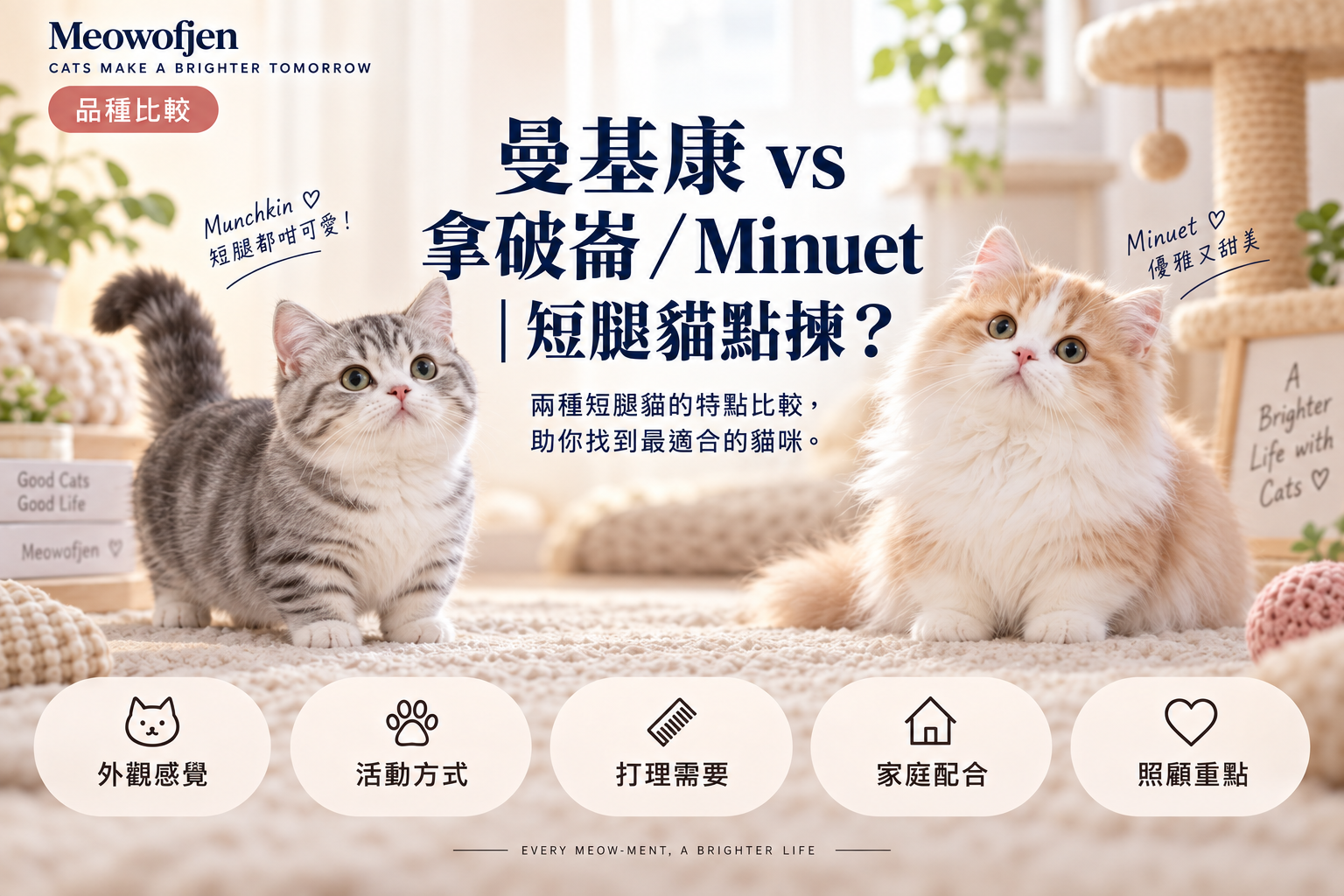 曼基康 vs 拿破崙／Minuet｜短腿貓點揀？｜Meowofjen 養貓學院