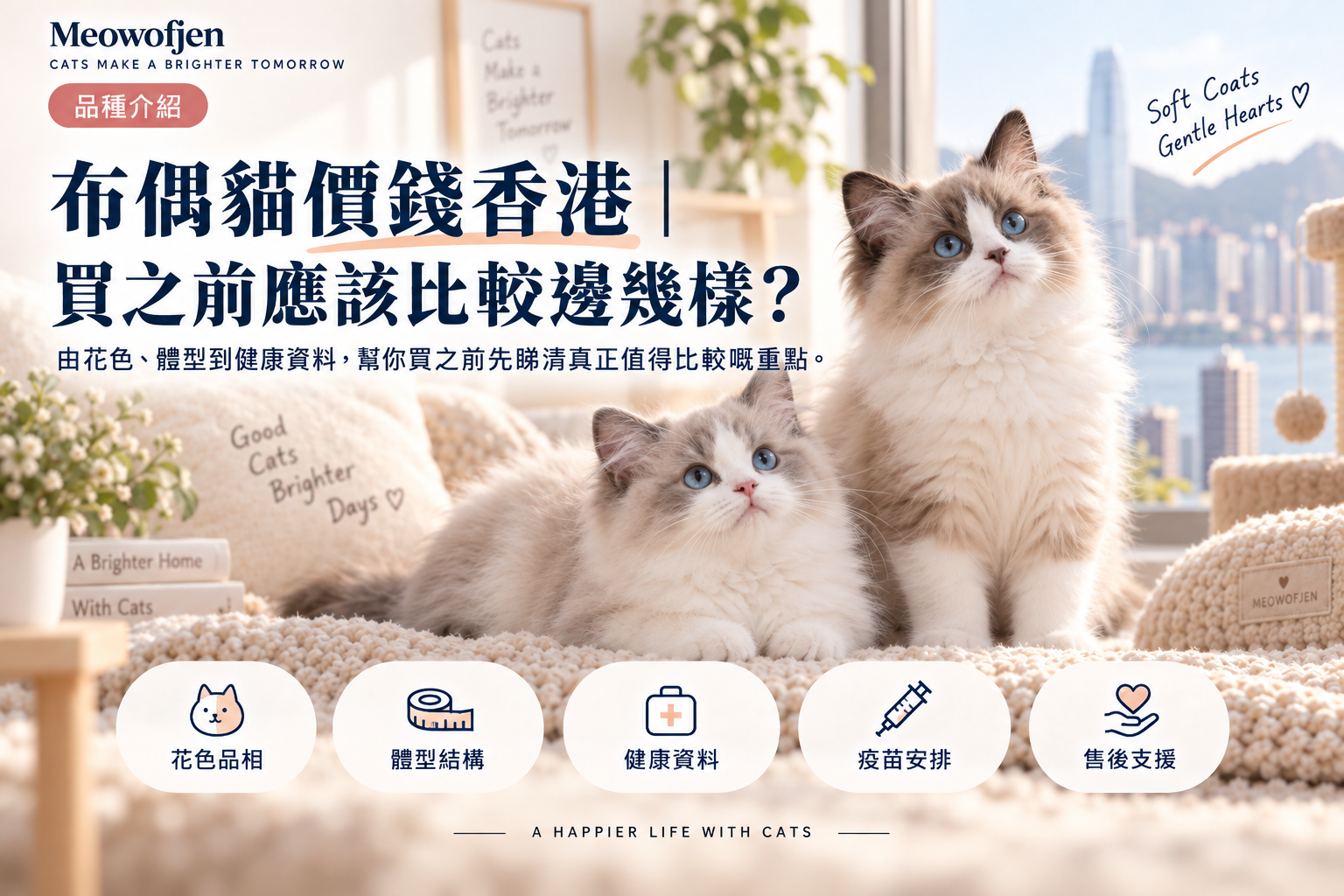 布偶貓價錢香港｜買之前應該比較邊幾樣？｜Meowofjen 養貓學院